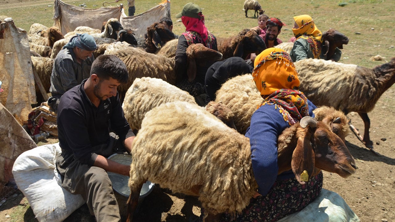 Foto - Karın hala kalkmadığı Kurtik Dağı, binlerce küçükbaşı ağırlıyor