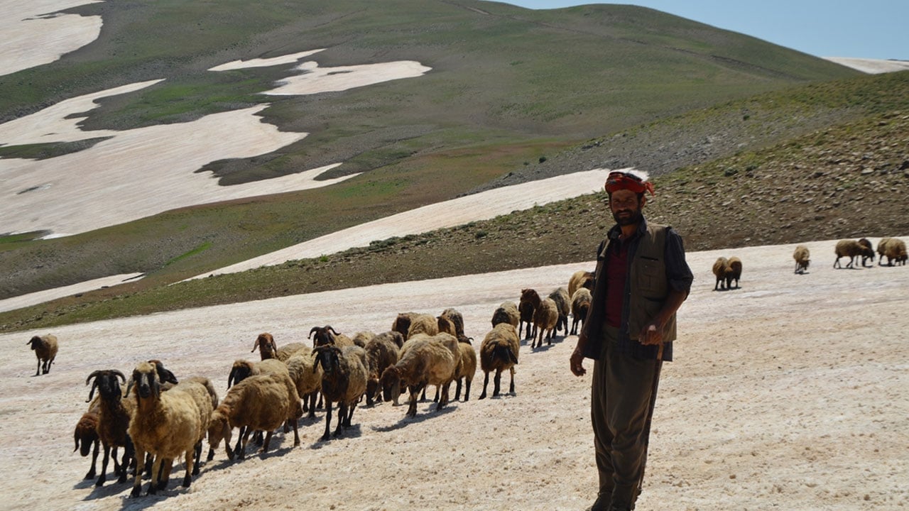 Foto - Karın hala kalkmadığı Kurtik Dağı, binlerce küçükbaşı ağırlıyor