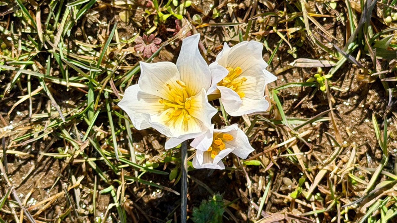 Foto - Karın içinden bahar çıktı! Muş Ovası çiğdemlerle renklendi