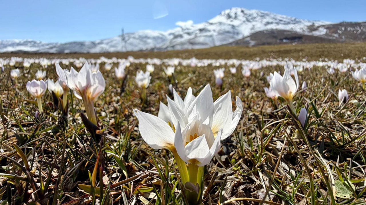 Foto - Karın içinden bahar çıktı! Muş Ovası çiğdemlerle renklendi