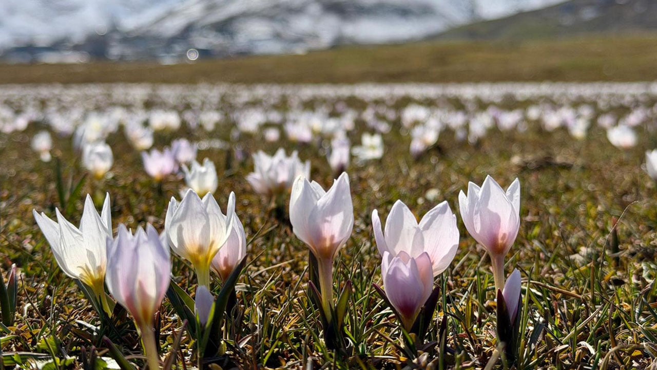 Karın içinden bahar çıktı! Muş Ovası çiğdemlerle renklendi