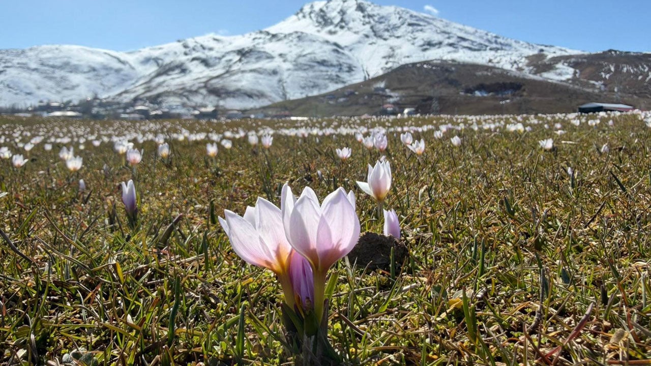 Foto - Karın içinden bahar çıktı! Muş Ovası çiğdemlerle renklendi