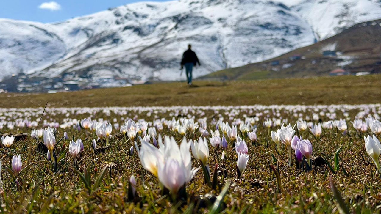 Foto - Karın içinden bahar çıktı! Muş Ovası çiğdemlerle renklendi