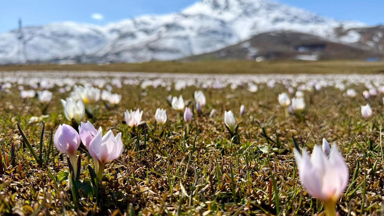 Foto - Karın içinden bahar çıktı! Muş Ovası çiğdemlerle renklendi