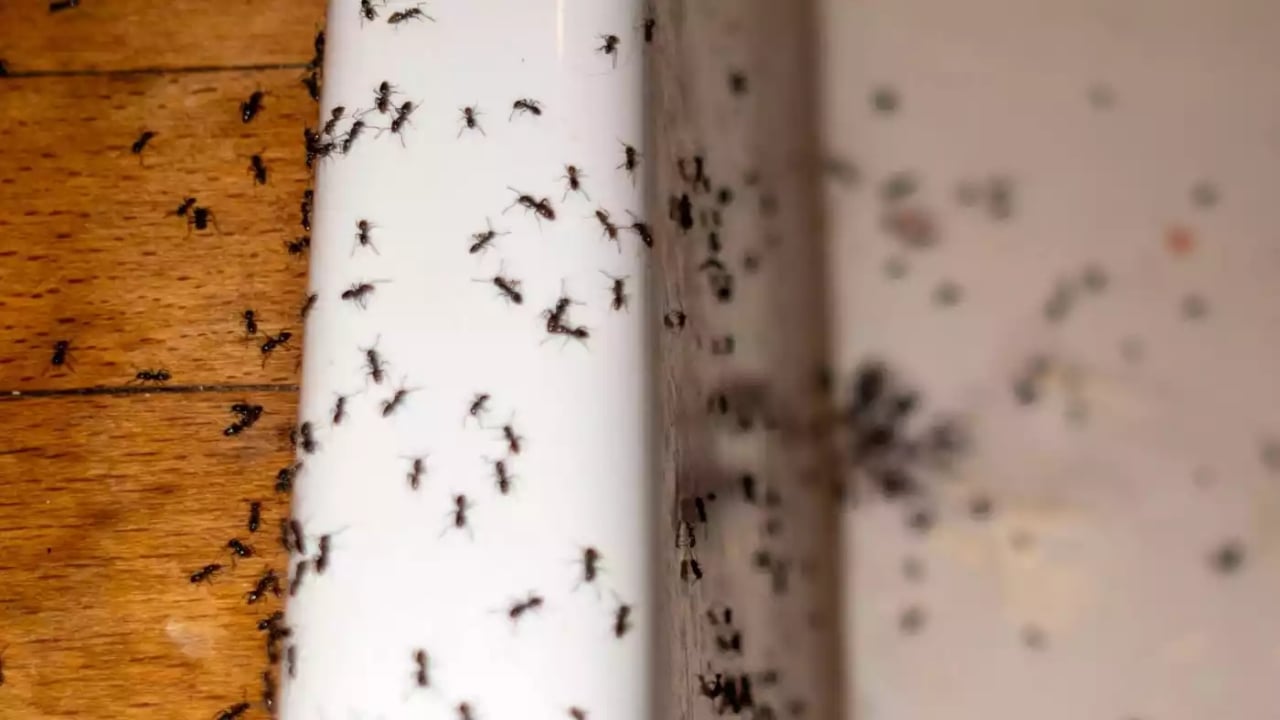 Foto - Karıncalardan korktu, hayatına son verdi! Genç kadının şoke eden ölümü