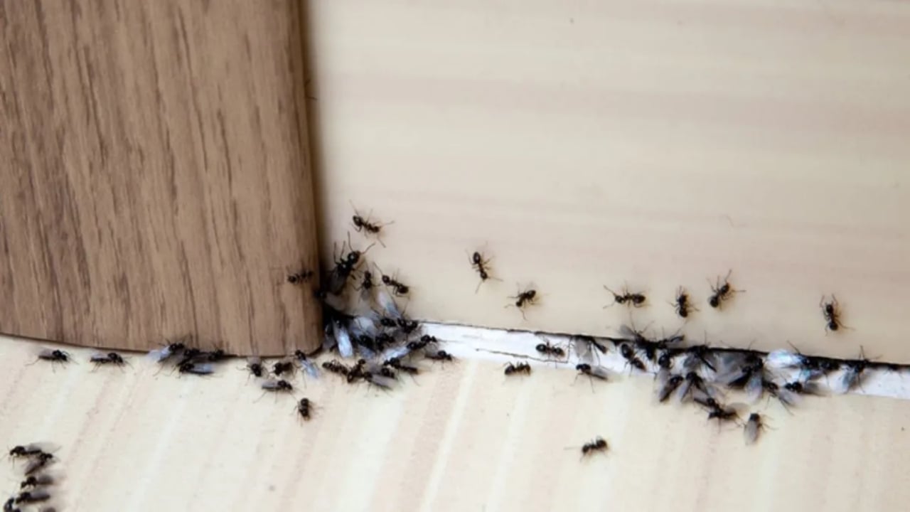 Foto - Karıncalardan korktu, hayatına son verdi! Genç kadının şoke eden ölümü