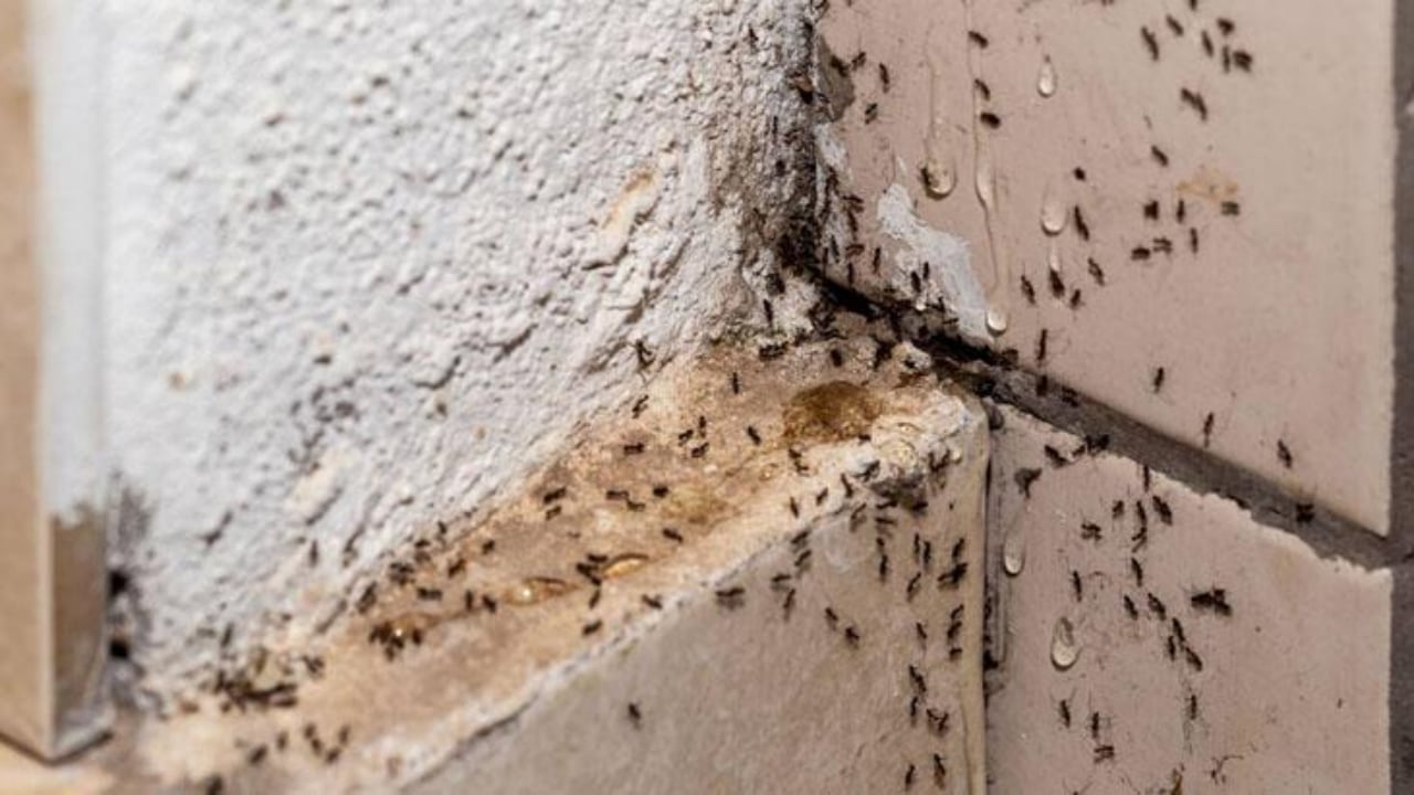 Foto - Karıncalardan korktu, hayatına son verdi! Genç kadının şoke eden ölümü