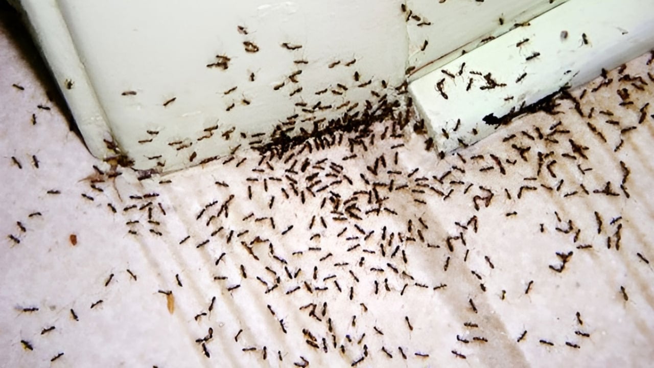 Karıncalardan korktu, hayatına son verdi! Genç kadının şoke eden ölümü