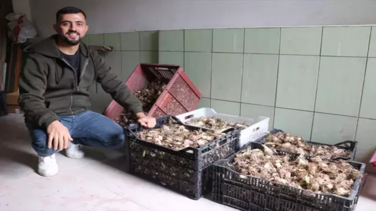 Foto - Kariyerini bıraktı, girdiği tarlada "beyaz altın" buldu: Şimdi dünyanın dört bir yanına göndermeye hazırlanıyor