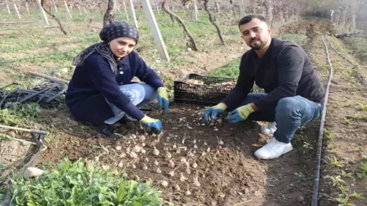 Foto - Kariyerini bıraktı, girdiği tarlada "beyaz altın" buldu: Şimdi dünyanın dört bir yanına göndermeye hazırlanıyor
