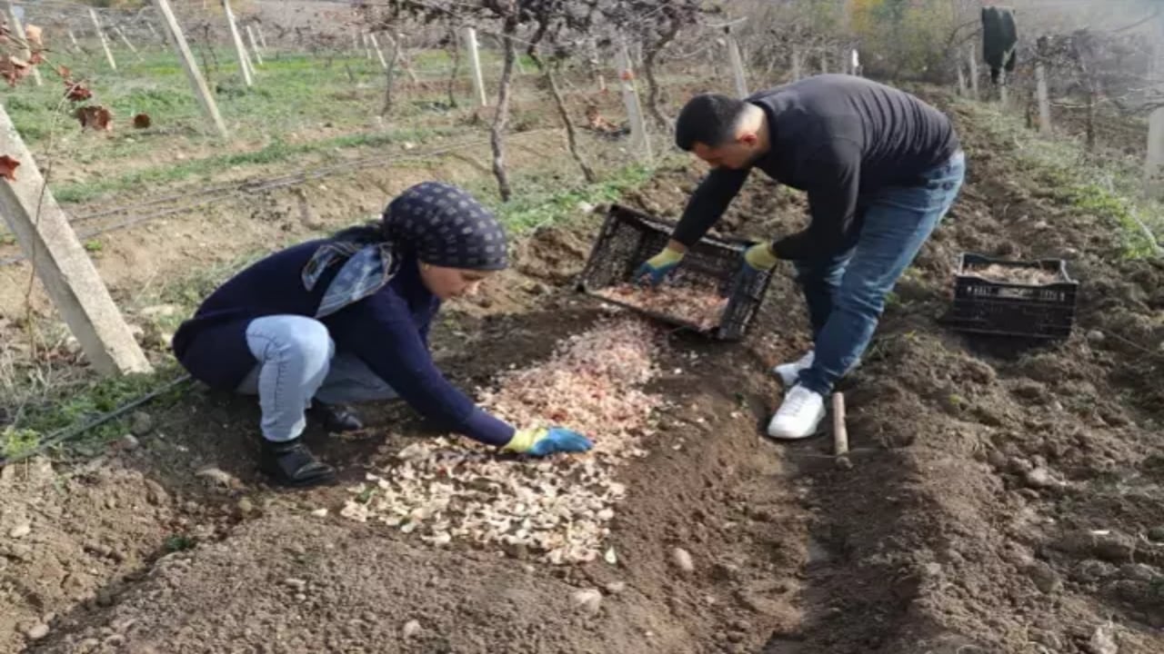 Foto - Kariyerini bıraktı, girdiği tarlada "beyaz altın" buldu: Şimdi dünyanın dört bir yanına göndermeye hazırlanıyor