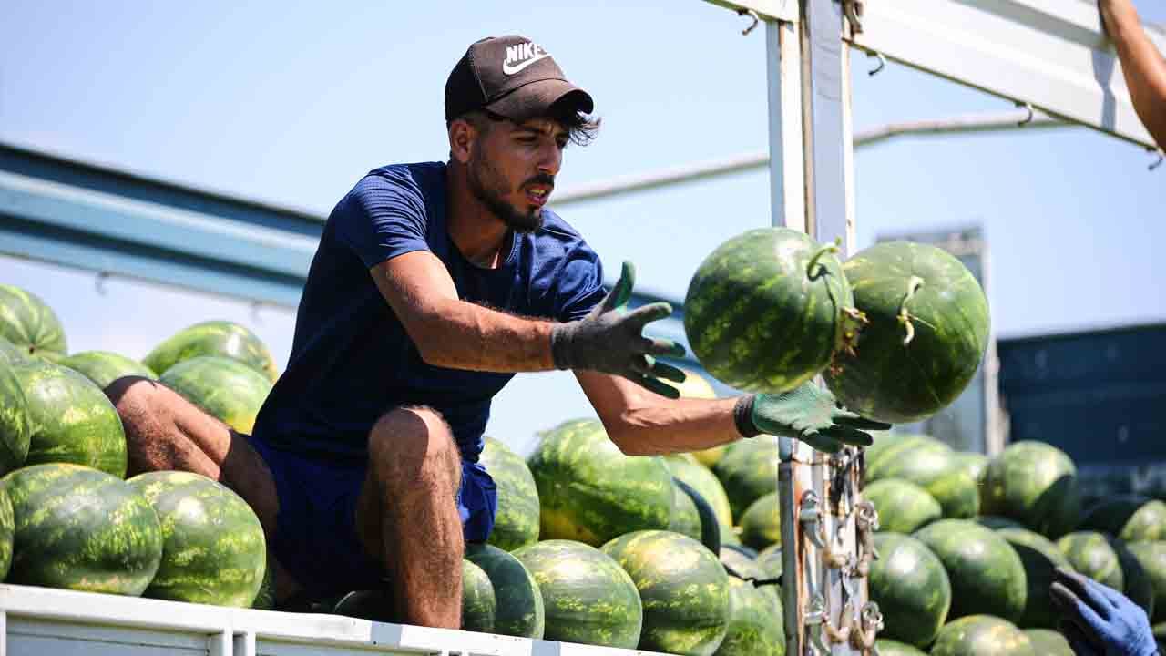 Foto - Karpuz düştü, talep uçtu: Adana karpuzu dünyaya açılıyor