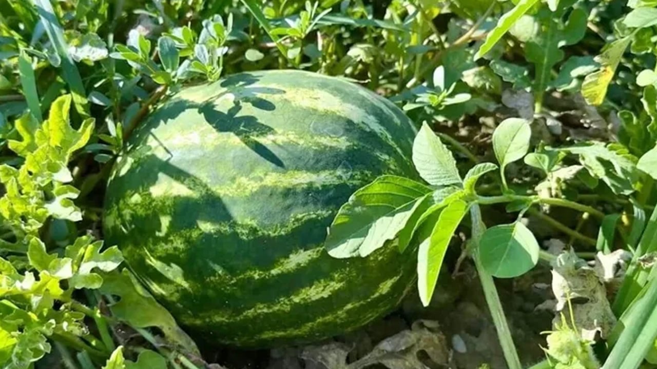 Foto - Karpuz yiyenler dilim dilim alıyor ama yeni fiyatı gündeme oturdu: 15 liraya kadar düştü 