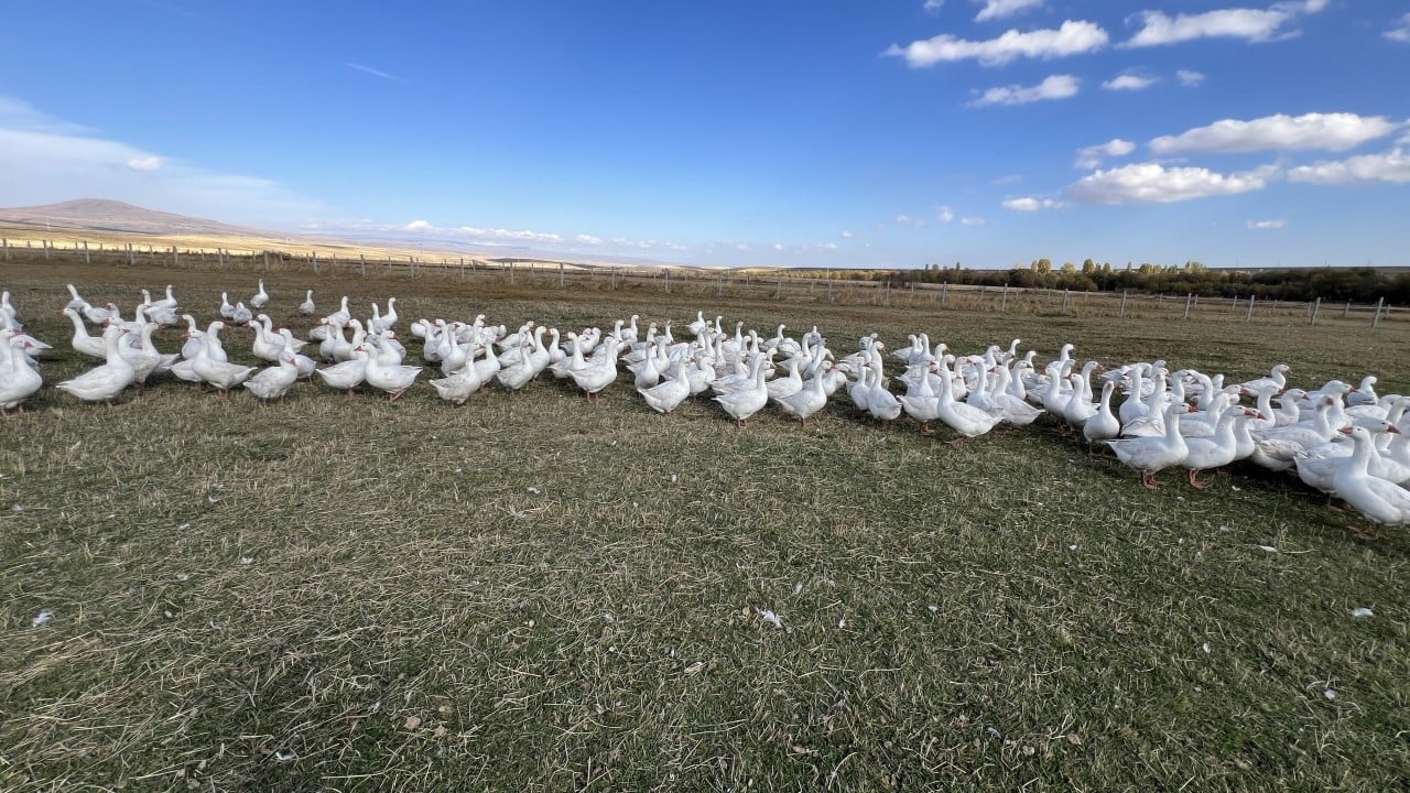 Foto - Kars sofrasının lezzeti ‘kazlar' Tadının sırrı beli oldu