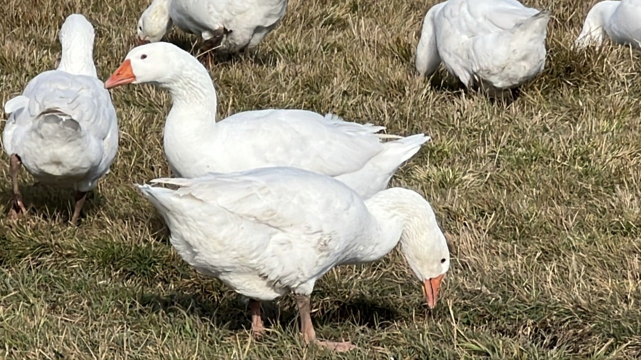 Foto - Kars sofrasının lezzeti ‘kazlar' Tadının sırrı beli oldu