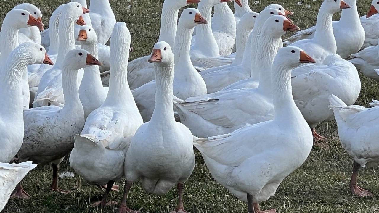 Foto - Kars sofrasının lezzeti ‘kazlar' Tadının sırrı beli oldu