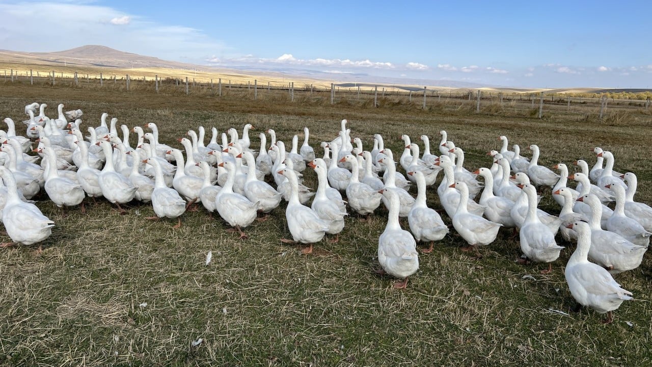 Foto - Kars sofrasının lezzeti ‘kazlar' Tadının sırrı beli oldu