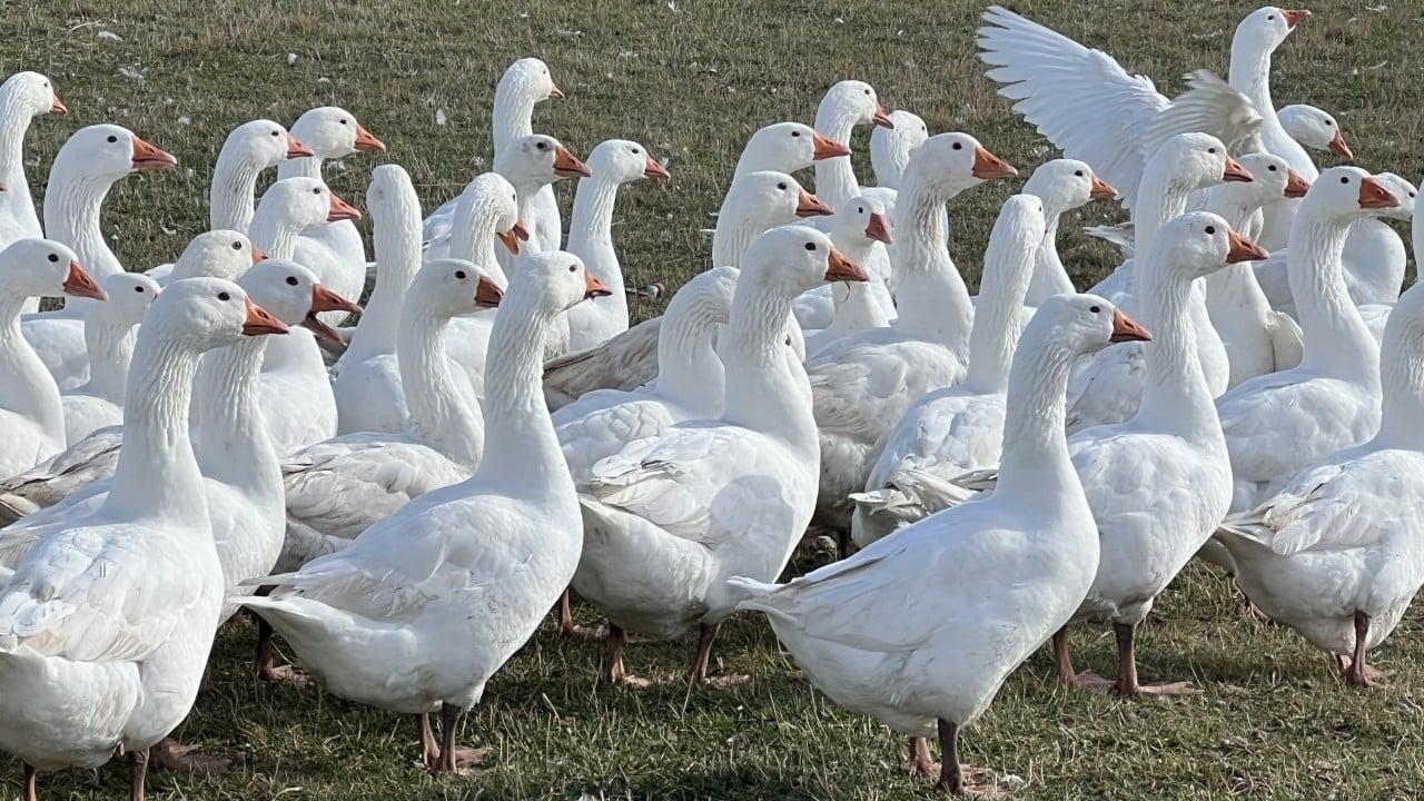 Kars sofrasının lezzeti ‘kazlar' Tadının sırrı beli oldu
