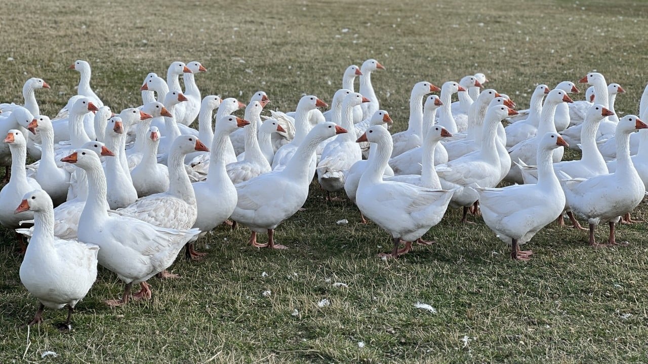 Foto - Kars sofrasının lezzeti ‘kazlar' Tadının sırrı beli oldu