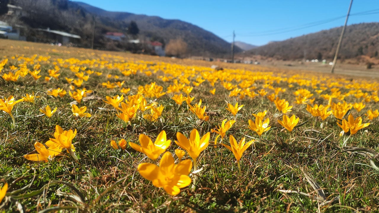 Foto - Kartpostallık görüntü! Baharın rengi yaylaya yayıldı