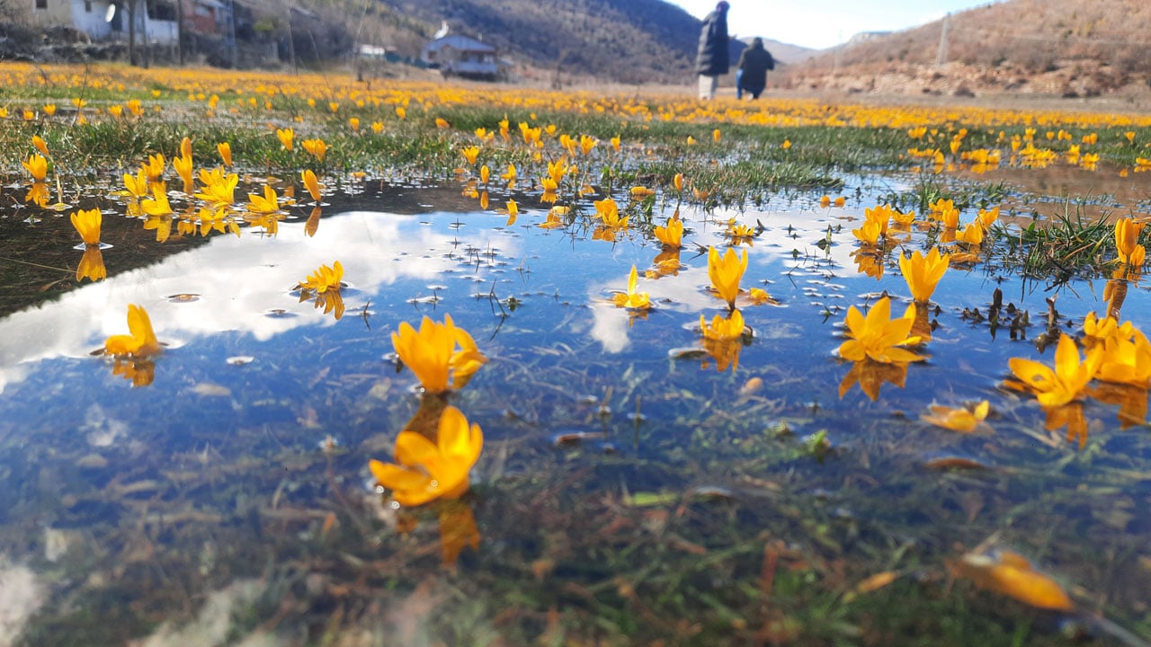 Foto - Kartpostallık görüntü! Baharın rengi yaylaya yayıldı