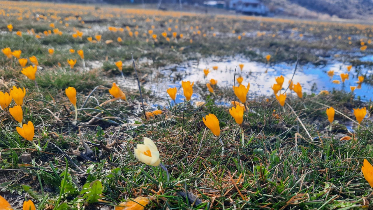 Kartpostallık görüntü! Baharın rengi yaylaya yayıldı