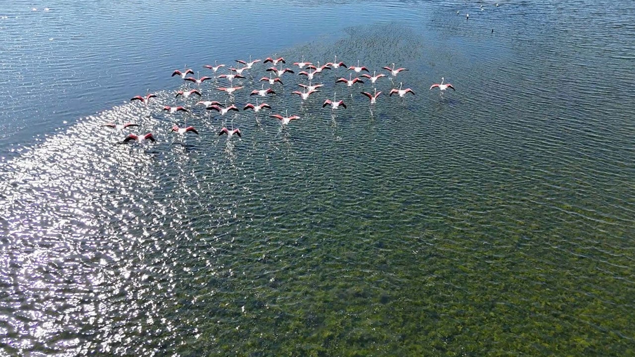Foto - Kartpostallık manzara! Çakalburnu Lagünü sonbaharda bambaşka