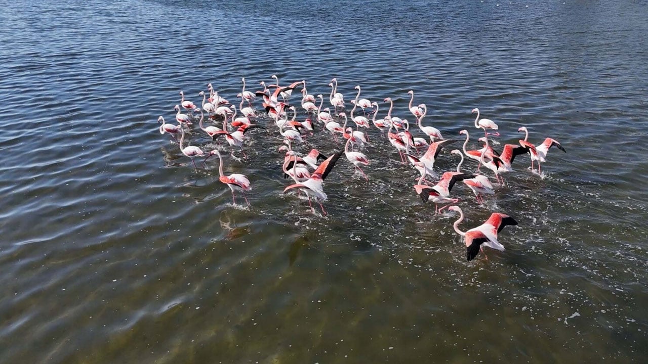Foto - Kartpostallık manzara! Çakalburnu Lagünü sonbaharda bambaşka