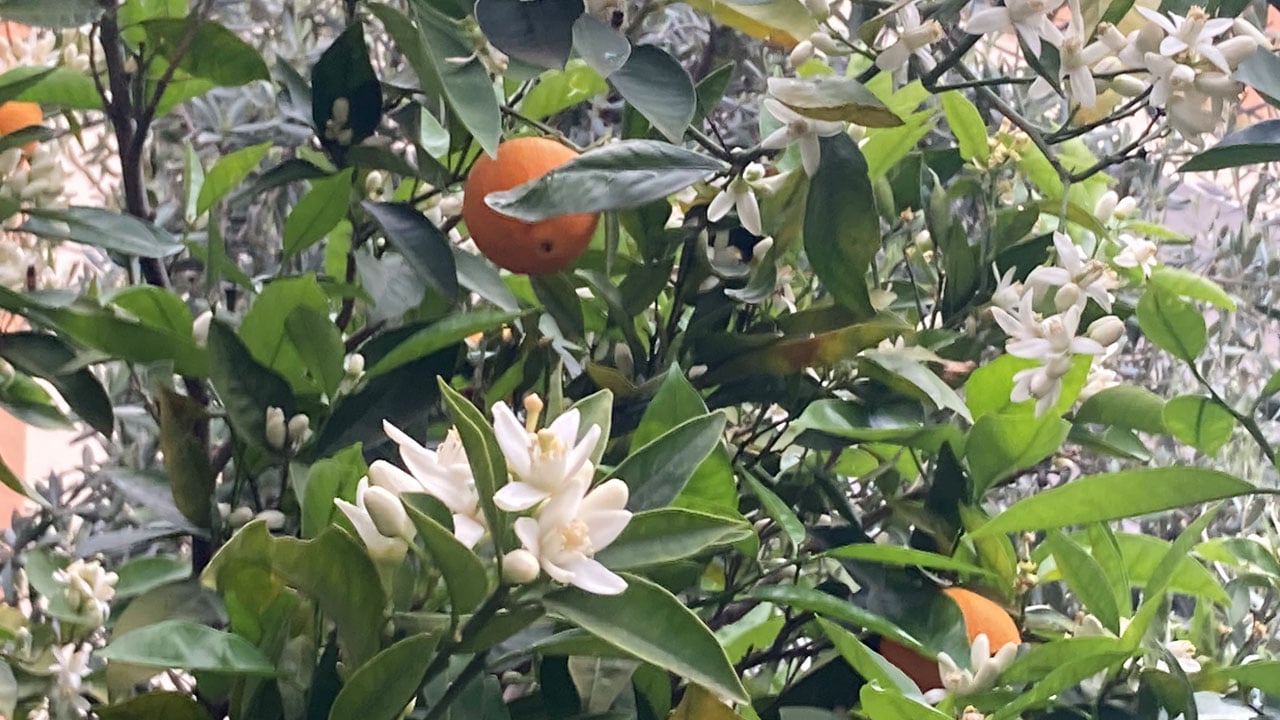 Foto - Kartpostallık manzara! Mersin’i portakal çiçeği kokusu sardı