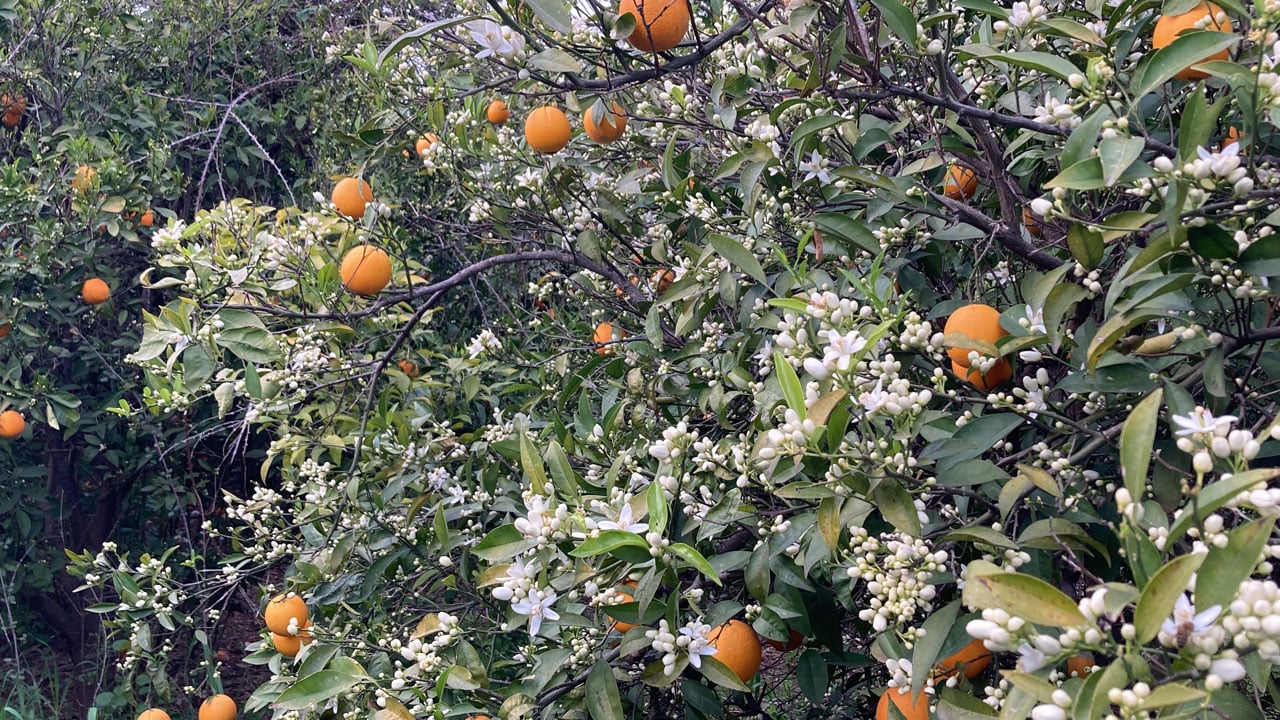 Kartpostallık manzara! Mersin’i portakal çiçeği kokusu sardı