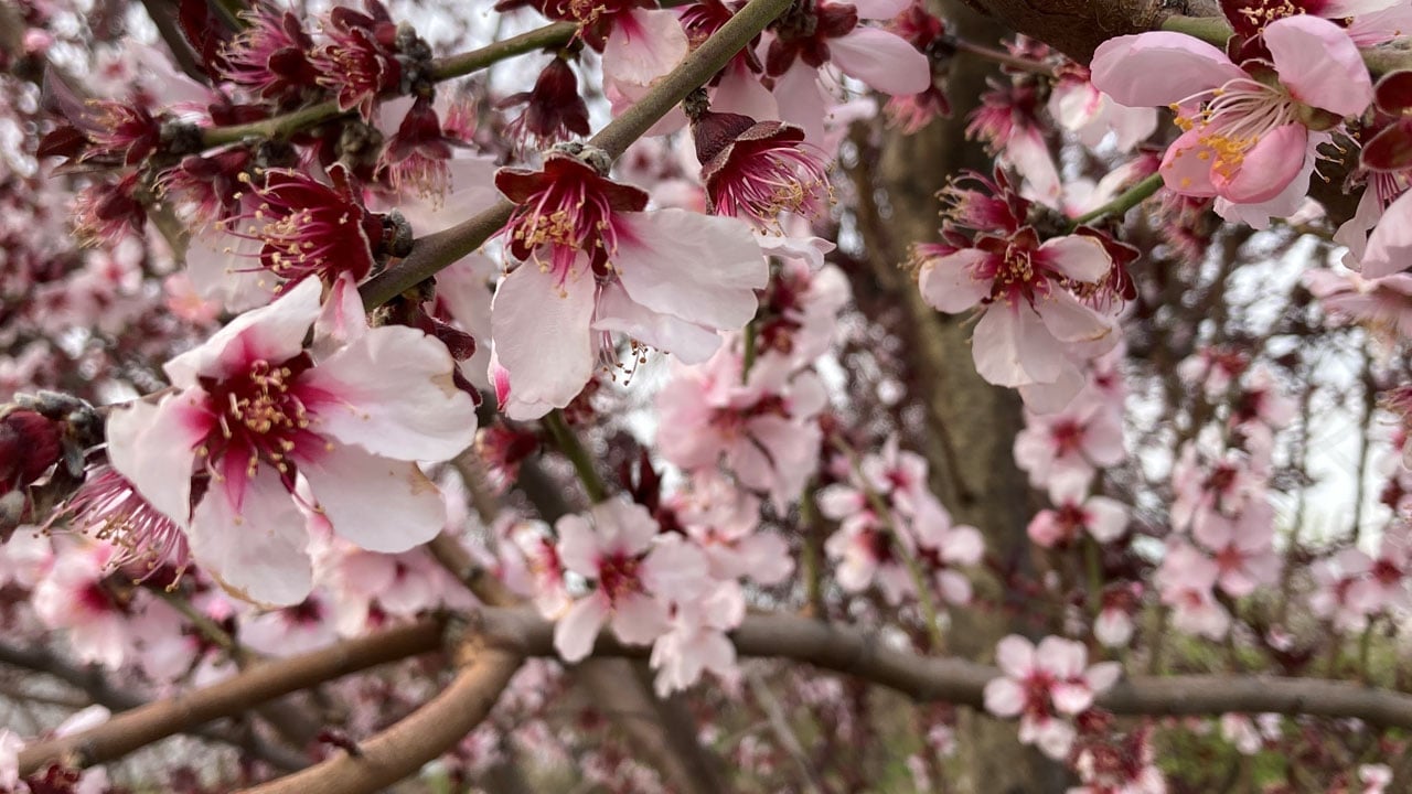 Foto - Kartpostallık manzara! Mersin’i portakal çiçeği kokusu sardı