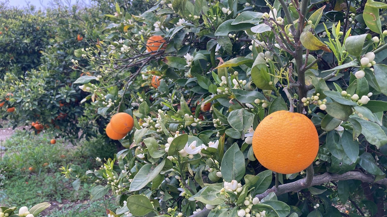 Foto - Kartpostallık manzara! Mersin’i portakal çiçeği kokusu sardı