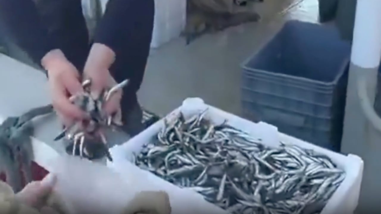 Foto - Kasa kasa balığı ücretsiz dağıttılar! Sebebi de bir o kadar ilginç