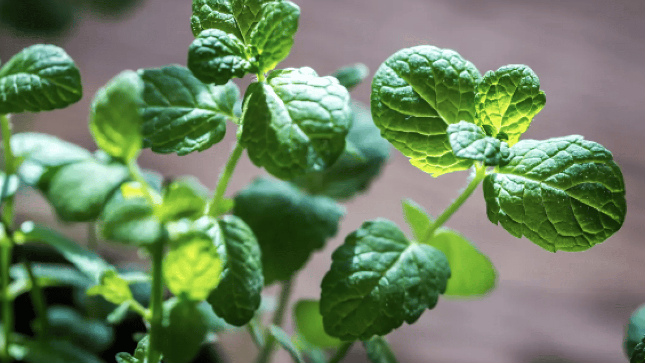 Foto - Kaşıntıya naneli çözüm! Kaşıntıya karşı öneri: Hem pişirin hem suyunu kullanın diyor! İşte formül, kullanım süresi