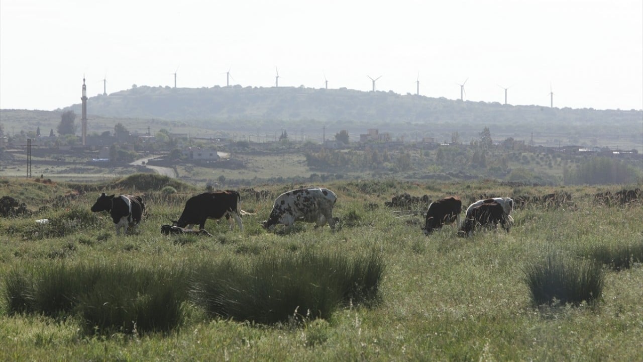 Foto - Katil devlet İsrail rahat durmuyor! Suriye’de hayvanların otlamasına bile izin vermiyorlar