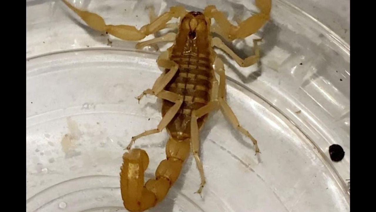 Foto - Kavanozu açan polisler resmen dumura uğradı! Litresi 423 milyon TL