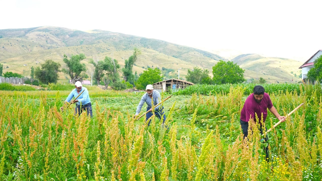 Foto - Kavurucu sıcakta tırpan mesaisi: Çayır orkestrası 