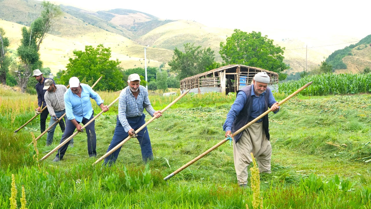 Foto - Kavurucu sıcakta tırpan mesaisi: Çayır orkestrası 