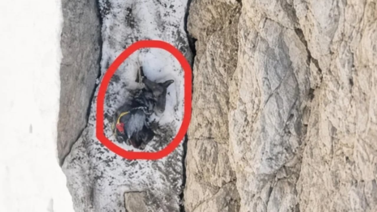 Kayıp dağcıdan acı haber! Bakın ne halde bulundu!