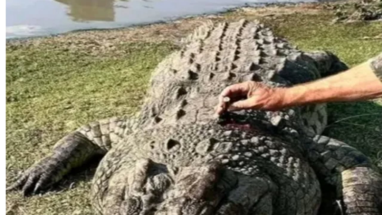 Kayıp iş insanı dev timsahın karnından çıktı! Midesini açan ekipler gördüklerine inanamadı: İşte katil timsahın yakalanma anı