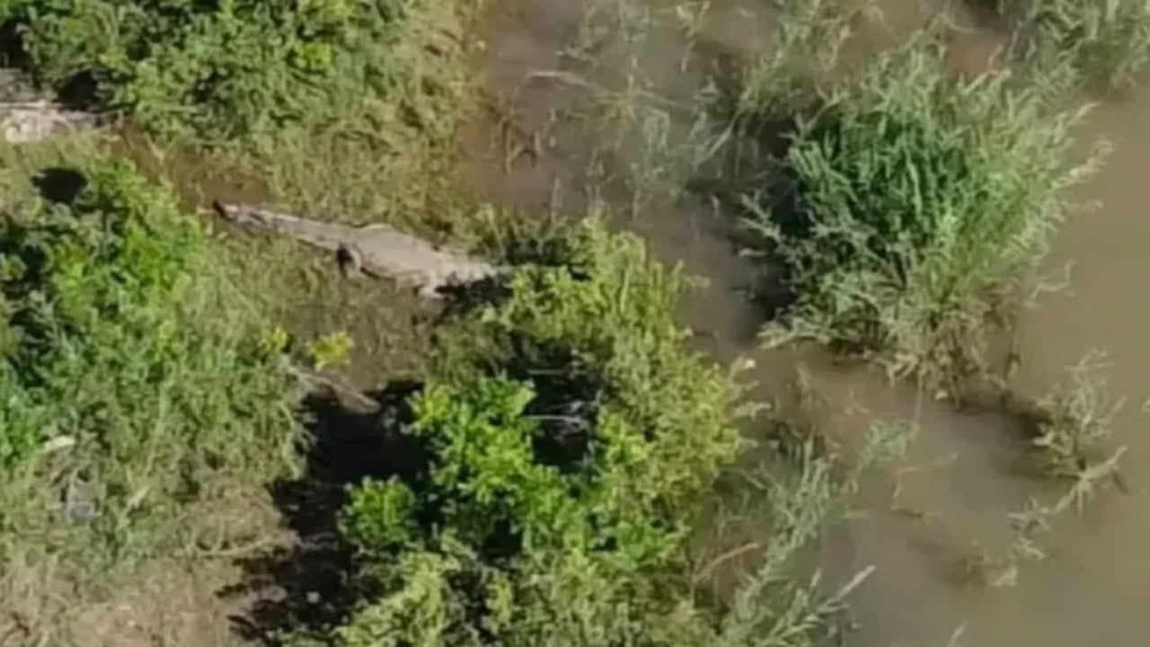 Foto - Kayıp iş insanı dev timsahın karnından çıktı! Midesini açan ekipler gördüklerine inanamadı: İşte katil timsahın yakalanma anı