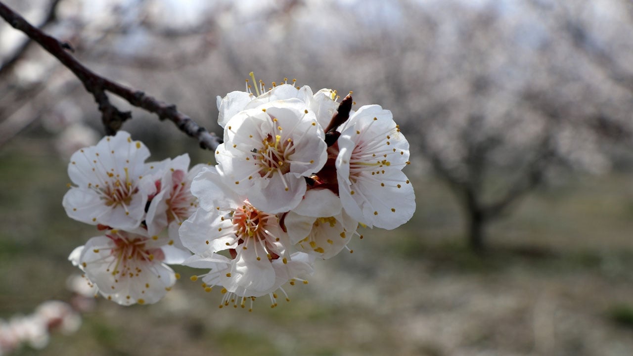 Kayısı ağaçları çiçek açtı! Erzincan'da baharın en güzel hali