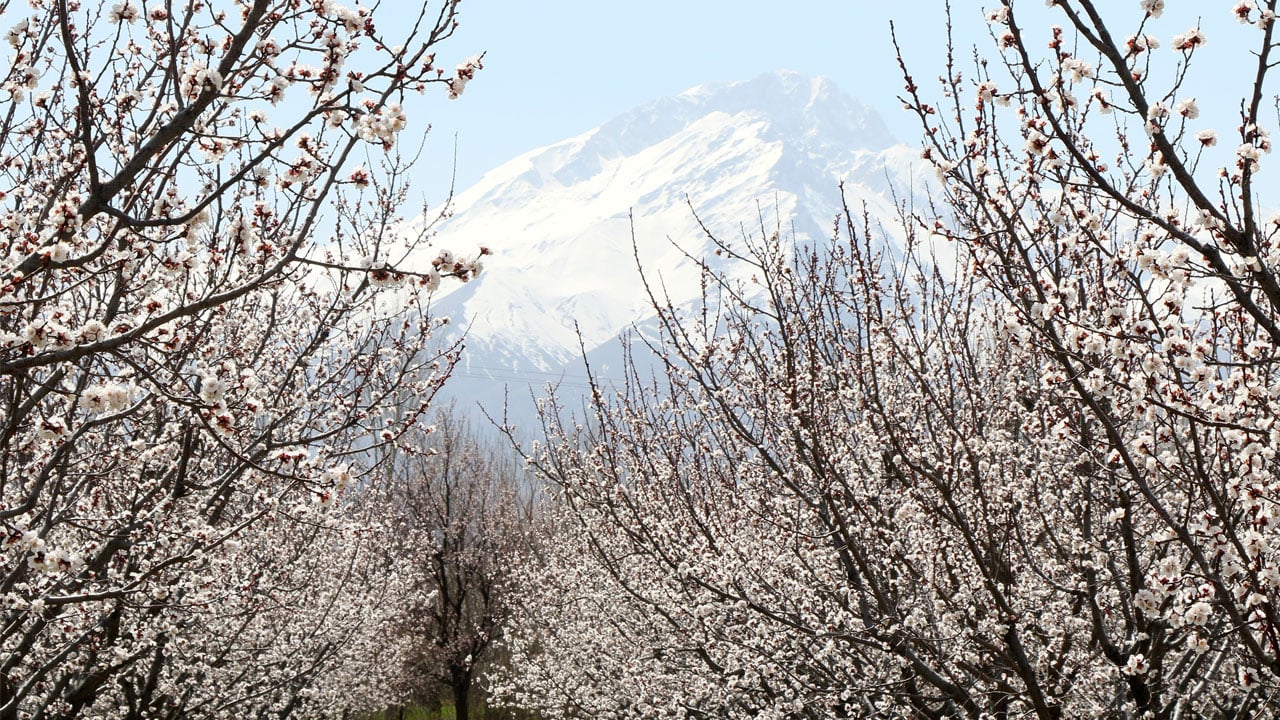 Foto - Kayısı ağaçları çiçek açtı! Erzincan'da baharın en güzel hali