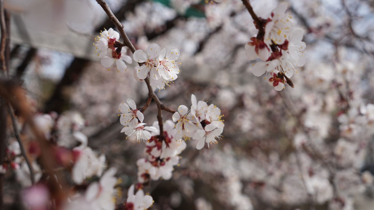 Foto - Kayısı ağaçları çiçek açtı! Erzincan'da baharın en güzel hali