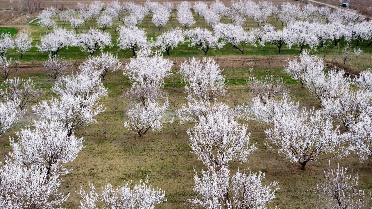 Foto - Kayısı ağaçları çiçek açtı! Erzincan'da baharın en güzel hali