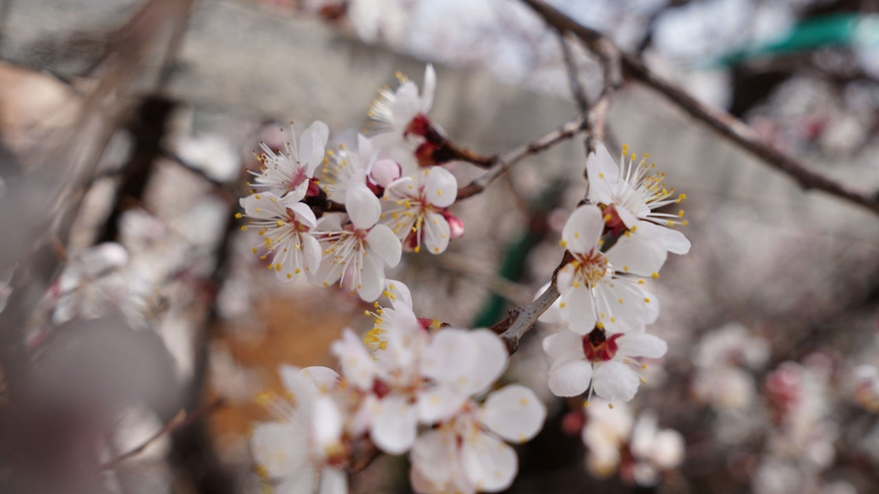 Foto - Kayısı ağaçları çiçek açtı! Erzincan'da baharın en güzel hali