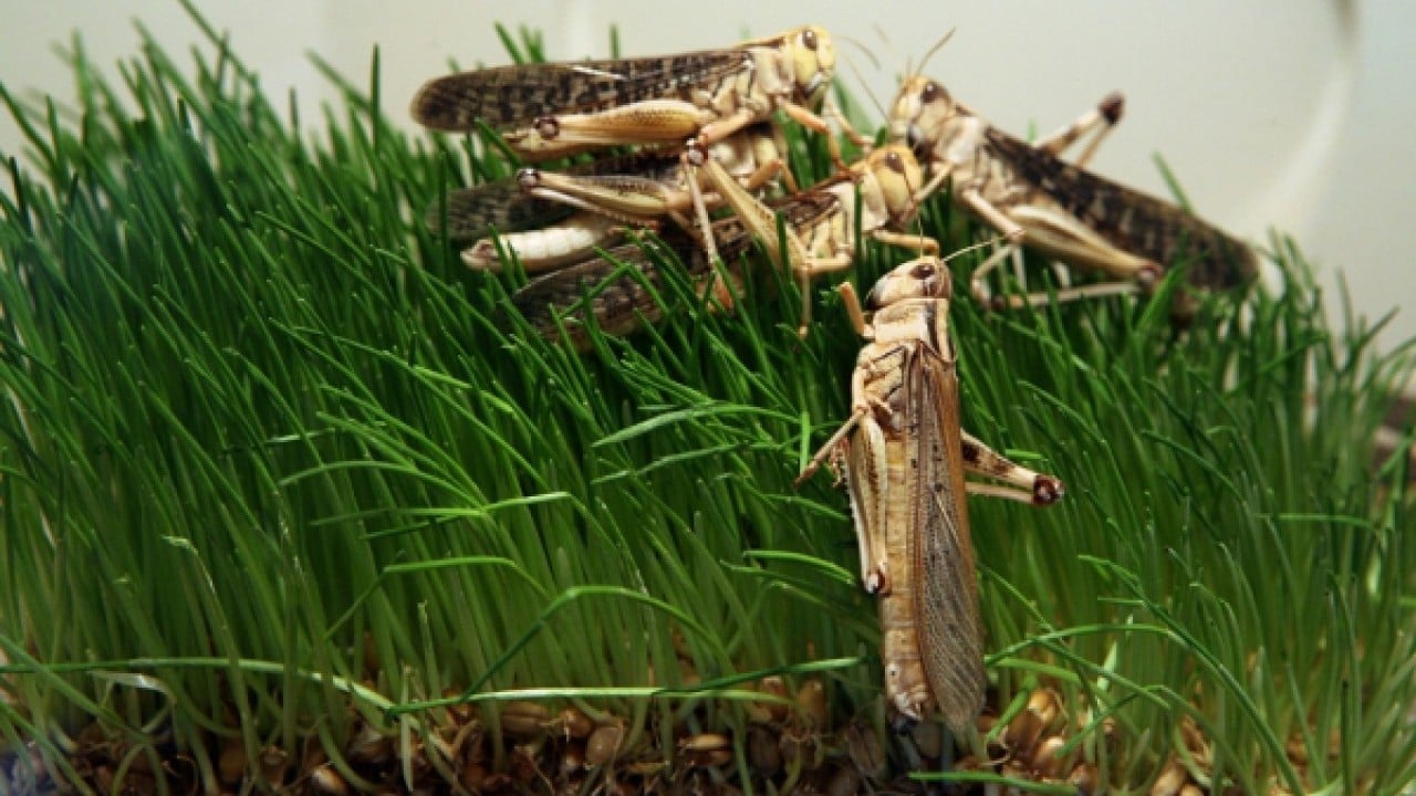 Foto - Kayıt altına alınacak ve izlenecek Yabancı istilacılara geçit verilmeyecek