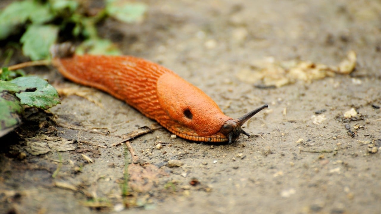 Foto - Kayıt altına alınacak ve izlenecek Yabancı istilacılara geçit verilmeyecek