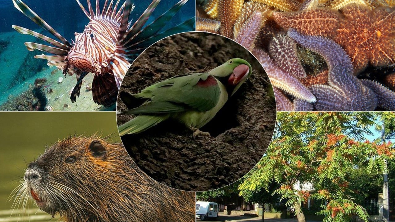 Kayıt altına alınacak ve izlenecek Yabancı istilacılara geçit verilmeyecek