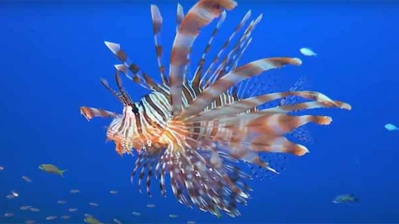 Foto - Kayıt altına alınacak ve izlenecek Yabancı istilacılara geçit verilmeyecek